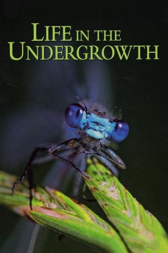 Life in the Undergrowth – Season 1