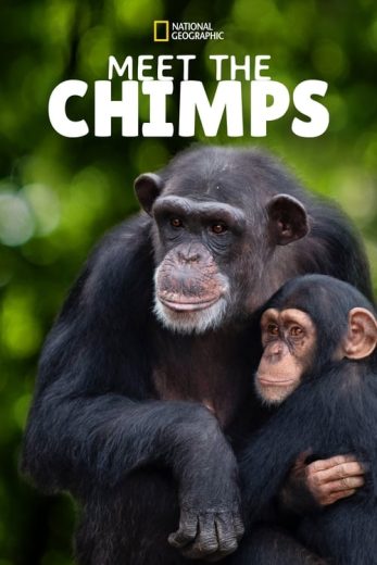 Meet the Chimps – Season 1